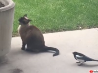 現代版トムとジェリー、キャスティングは猫とカササギだった件