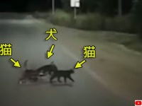 怪我を負った犬を気遣うように寄り添い、一緒に道路を渡る2匹の猫