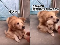 この子はダメ！絶対ダメ！子犬を絶対に触らせてくれない母犬の母性