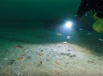【動画】君は海の中で泳ぐホタテたちを見たことがあるか？