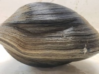 江戸時代から生きとったんかい！推定年齢214歳の貝が発見される