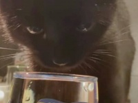 「めっちゃ喉が渇いてたんだニャ！」この黒猫、夢中になって水を飲むとき、ついあるクセが出てしまうらしい