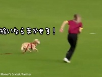 ボール拾いならおいらにまかせろ！クリケットの試合に乱入した犬、転がったボールをキャッチ