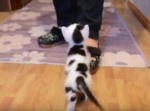 牛みたいな猫、ここからのよじ登りがお見事！