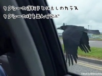 タクシーの運転手と仲良しのカラス。車と並んで飛び、落ち込んだ乗客を慰める