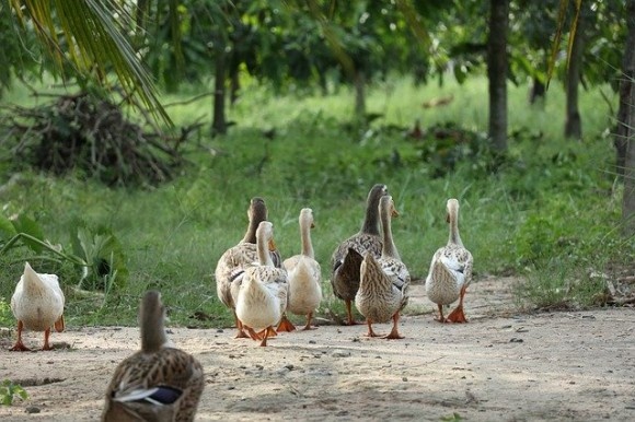 ducks-4230463_640_e
