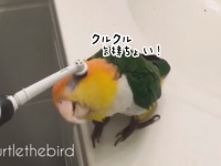 電動ハブラシでゴシゴシされるのが好き。歯ブラシのヘッドめがけてヘッドを差し出すインコ