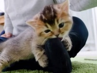 可愛い可愛い子猫ちゃん、パパのお膝からこんにちニャ！そしてつま先をパクリんちょ…？
