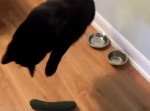 そっと置かれた“キュウリ”にビビりまくる猫たち