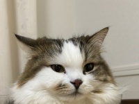 「やっぱ液体なんだな」　イリュージョンとしか思えない〝詰まり猫〟に9.6万人驚がく