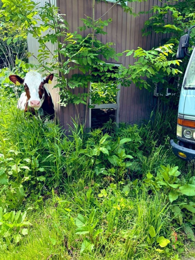 画像は再掲