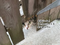フェンスの穴から視線ビームで男性を射止めた猫。家族に迎え入れられすぐ出産
