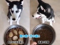 犬の早食い・食べ散らかしがあまりにもひどすぎたのでこんな対処法をしてみたところ...