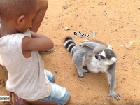 その手を止めるな！子供たちがなでるのをやめると、ジェスチャーで猛アピールするキツネザル