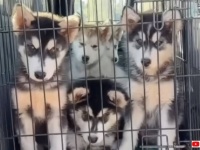 「お願い、きょうだいたちを助けて！」夜中にドアの前で助けを求めた子犬、みんなまとめてハッピーに