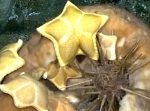 まるでパスタのようなヒトデを海底で発見！