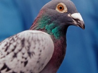 ニューヨークの町中でタカが鳩を狩る姿が目撃される！