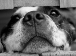 「アイスココア」！？　愛犬の死に際して、友人が言い放った「残酷過ぎる一言」とは！？