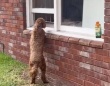 「また来ちゃった」隣人の犬が好きすぎて、窓際で待つのが日課となった犬