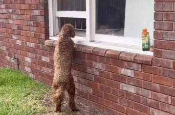 「また来ちゃった」隣人の犬が好きすぎて、窓際で待つのが日課となった犬