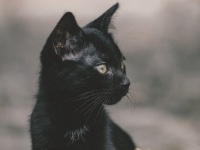 黒猫が夢に出てくる理由