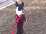 散歩中の飼い犬が目を疑う行動に！？異様な光景に飼い主さん爆笑！