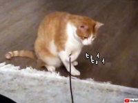 誰も遊んでくれないなら自分でやる！猫じゃらしを自分で振って遊ぶ永久機関な猫