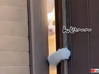 なに奴？猫がじっと見つめる視線の先には？