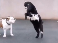 頭突きは挨拶だから。犬と友達になりたっかた子ヤギ、立ち上がって頭突きをズトン！