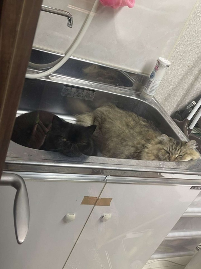 サボってます
