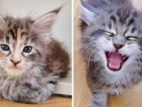 メインクーンの子猫たちが大脱走「もっとお外に行きたいニャ！」と、囲いの中で不満顔