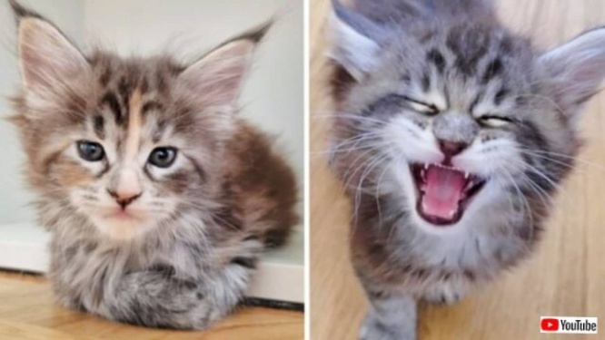 メインクーンの子猫たちが大脱走「もっとお外に行きたいニャ!」と、囲いの中で不満顔