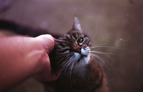 Photo by brenkee（写真はイメージです）