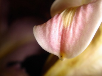 画像はイメージです