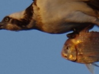 山口県で「空を飛ぶ魚」が目撃される　凛々しすぎる表情に反響