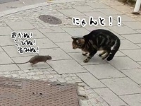 立場逆転！都会のネズミは猫を恐れないばかりか追い回す（ルクセンブルク）