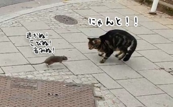 立場逆転！都会のネズミは猫を恐れないばかりか追い回す（ルクセンブルク）
