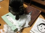 飼い主には“悲劇”も日常！？　猫がもたらした衝撃の光景を見よ