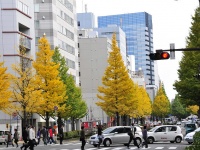 広瀬通のイチョウ。2010年（Noriko YAMAMOTOさん撮影、Flickrより）