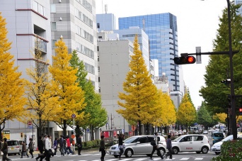 広瀬通のイチョウ。2010年（Noriko YAMAMOTOさん撮影、Flickrより）