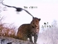 ちょ、まてよ！ワシに頭をつつかれキレ散らかすヒョウ