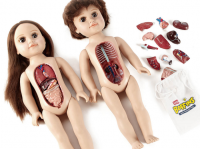 人体教育は幼児からってか？臓器を学べる人体解剖人形「アンナとアンディー」