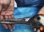 「なんかかっこいい」クチバシが折れた鶴に、チタン合金の代用品を装着！