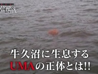 いったい正体は......（画像は、いばキラTVより）