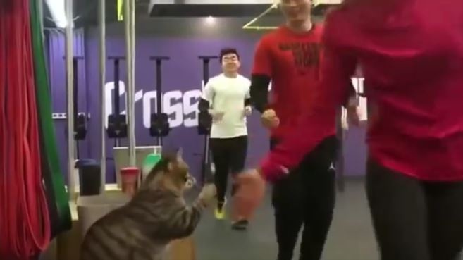 ハイタッチをする猫