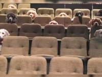 たくさんの犬たちが劇場の座席にきちんと座ってミュージカル鑑賞！お行儀の良いその姿に世界が感動（カナダ）