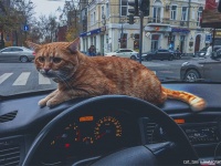 足りないのは猫！顧客快適度を高めるため、愛猫を乗せた猫タクシー（ウクライナ）