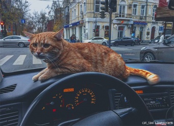 足りないのは猫！顧客快適度を高めるため、愛猫を乗せた猫タクシー（ウクライナ）