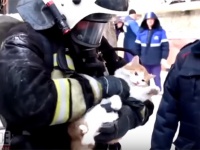 火事の煙で心肺停止になっていた猫に酸素ボンベで救命処置。危機一髪でその命を救ったロシアの消防士たち