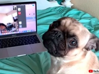 パグ「ねえどうして撫でてくれないの？」離ればなれの飼い主とのビデオ通話で哭く犬